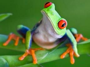 Image result for tree frog